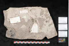 Foto (Detailansicht) von Podocarpus parkeri Ettingshausen (NHMW-GEO-2024-0188-10163b)